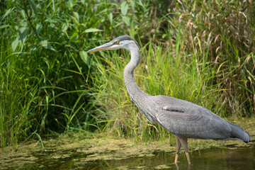 great blue heron (Ardea herodias) scans the surface of a pond for movement