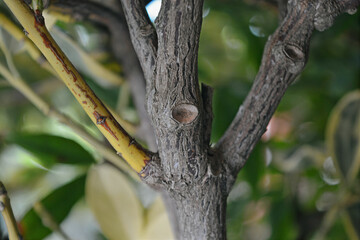 dark brown sticks close up view