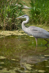 great blue heron standing in a pond
