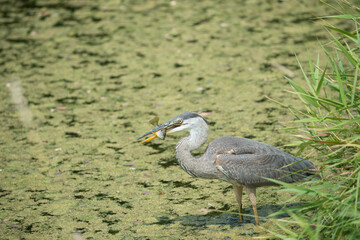 great blue heron with fish 