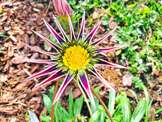 Bright flower of a ripe Gazania plant (Asteraceae, Asteraceae) in the garden.