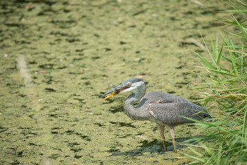 great blue heron with fish