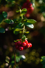 Close up of cranberry fruits