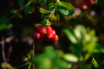 Close up of cranberry fruits
