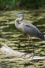 classic wildlife pose of a standing great blue heron (Ardea herodias) in a pond