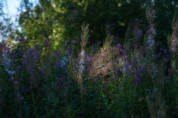 Fototapeta premium Close up of chamaenerion plant.