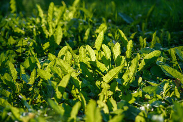 Close up of tussilago green leaves - obrazy, fototapety, plakaty