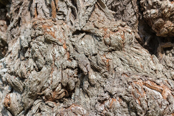 bark of a large willow tree