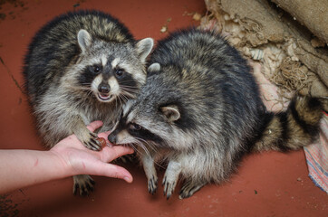 Raccoons eat grapes from their hands