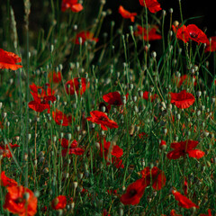 Obraz premium Poppy Field