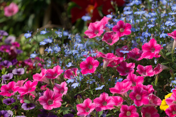 pink petunias 