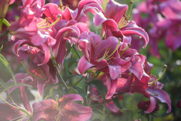 Close up of pink lilies