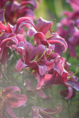 Close up of pink lilies
