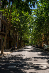 Barcelona Baum Allee