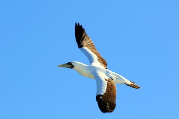 Albatros fliegt über dem Ozean