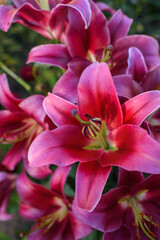 Close up of pink lilies