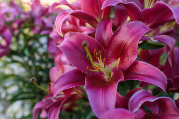 Fototapeta na wymiar Close up of pink lilies