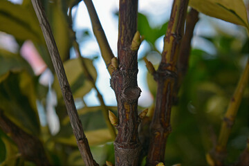 dark brown sticks and yellow buds close up view