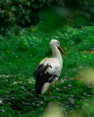 white stork in the grass