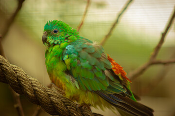 blue and green parrot