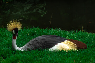 grey crowned crane bird
