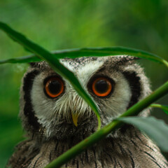 close up of a owl