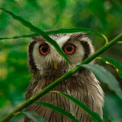 great owl