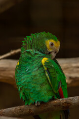 macaw