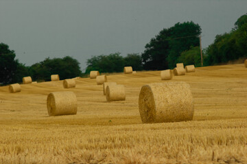 Wheat field