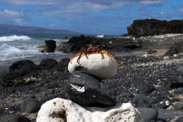 Crab on a rock