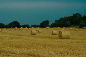 Wheat field