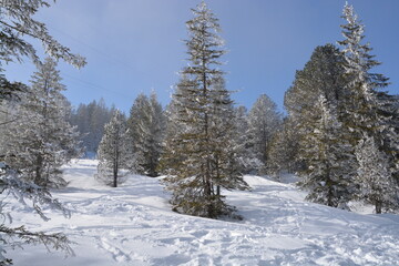 Winter in der Schweiz