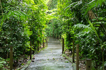 Carara National Park, Costa Rica. Universal trail with accessibility for people with disabilities. Tropical rain forest in the central pacific.