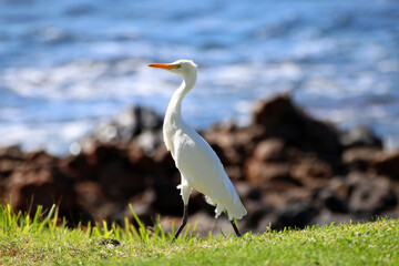 Obraz premium Hawaiian white bird