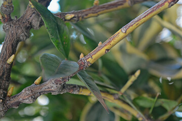 leaves and sticks close up view