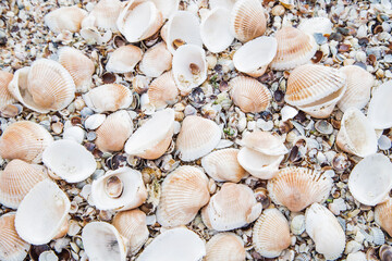 Background, a sand consisting of large shells that lie in a pile