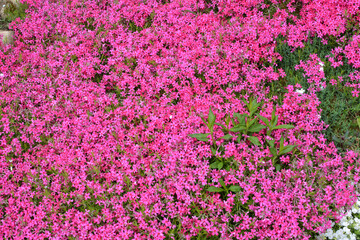 Obraz premium Phlox subulata blooms on the flowerbed