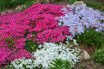 Phlox subulata blooms on the flowerbed