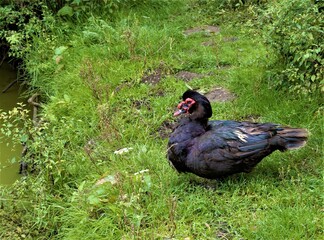 duck in the grass