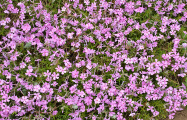 Phlox subulata blooms on the flowerbed