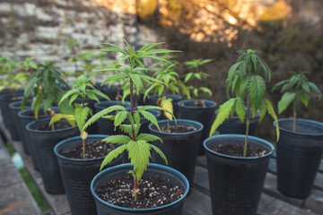 Conjunto de plantas de marihuana