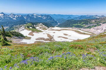 meadow in the mountains
