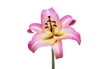 Naklejka premium Beautiful pink lily flower, isolated on white background. Lily Lilium hybrids flower.