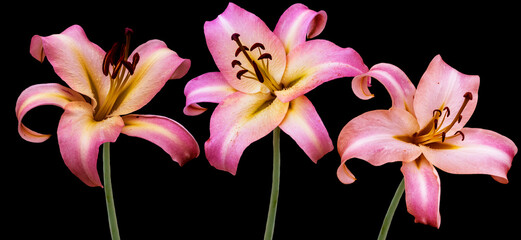 Beautiful pink lily flowers, isolated on black background. Lily Lilium hybrids flower.