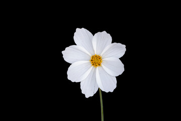 Summer flowers white cosmos flower - in Latin Cosmos Bipinnatus - isolated on black background