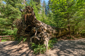 Fototapeta na wymiar tree in the woods