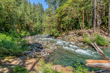 stream in the forest