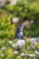 Primer plano de iguana rayada.