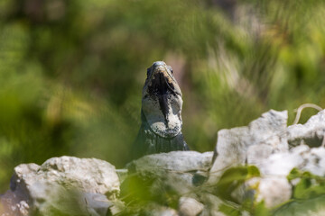 Primer plano de iguana rayada.