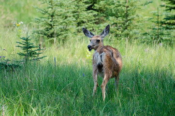 Naklejka na ściany i meble Deer in the Grass